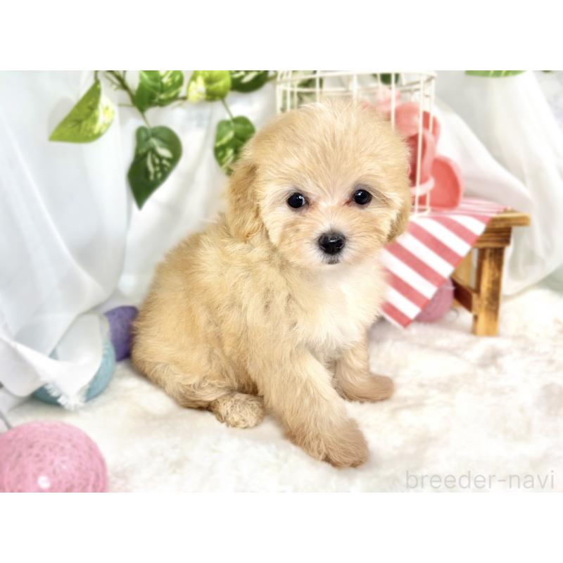 成約済の滋賀県のマルプー:マルチーズ×トイプードル-411750の2枚目